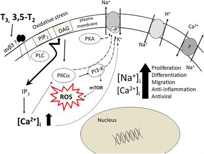 Extranuclear effects of thyroid hormones and analogs during development: An old mechanism with emerging roles